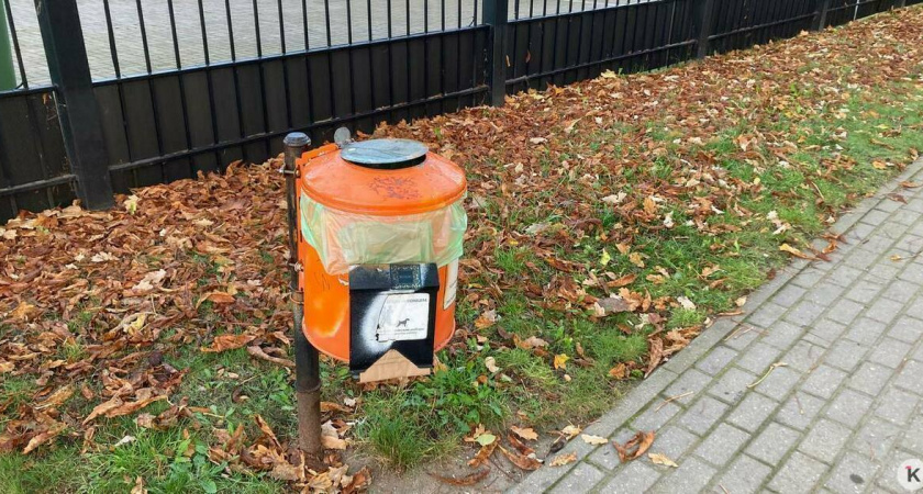 Городская загадка: почему урны для собак в Калининграде опустошаются за считанные часы?