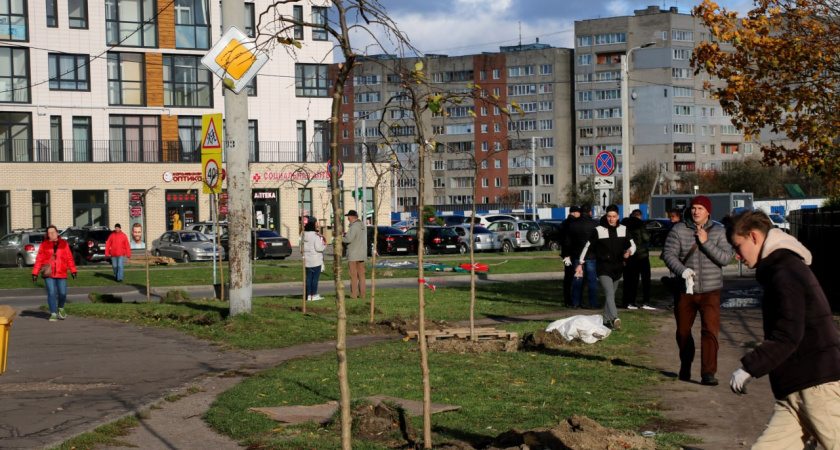 В Калининграде появилась «улица вязов»: начало традиции