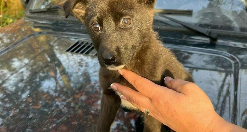 В лесу под Гвардейском семейная пара нашла 14 брошеных щенят 