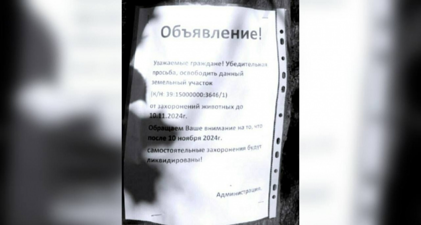 Стало известно, когда власти уберут стихийное кладбище домашних животных на Сельме в Калининграде