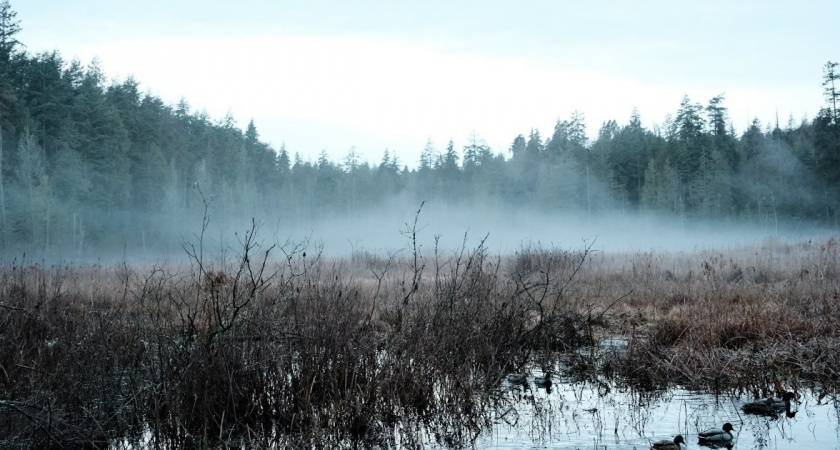 Болотный капкан: почему обычная прогулка за грибами обернулась борьбой за выживание для пенсионера в Калининградской области