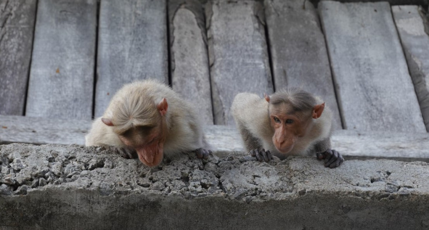 Побег из лаборатории: как 40 подопытных приматов выбрались на свободу