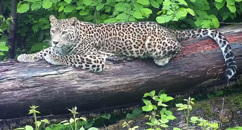 Торжественный выпуск молодого и редкого хищника закончился его убийством: что произошло и кто виноват 