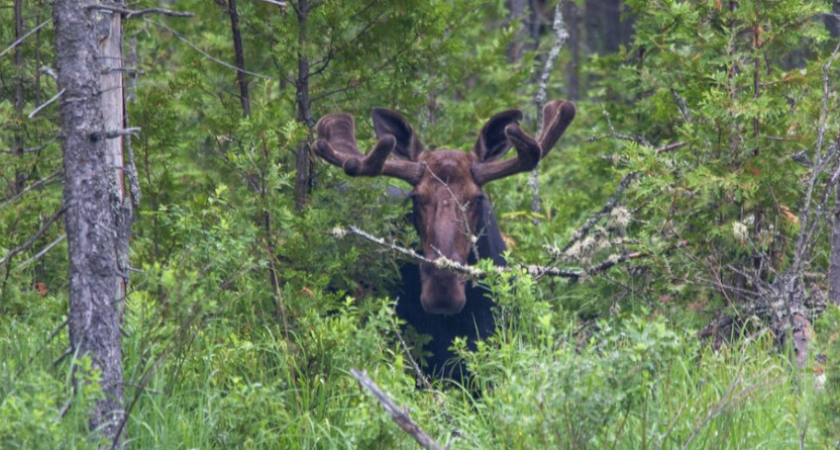 Невероятное видео в Калининграде: Лесной гость у школьного забора