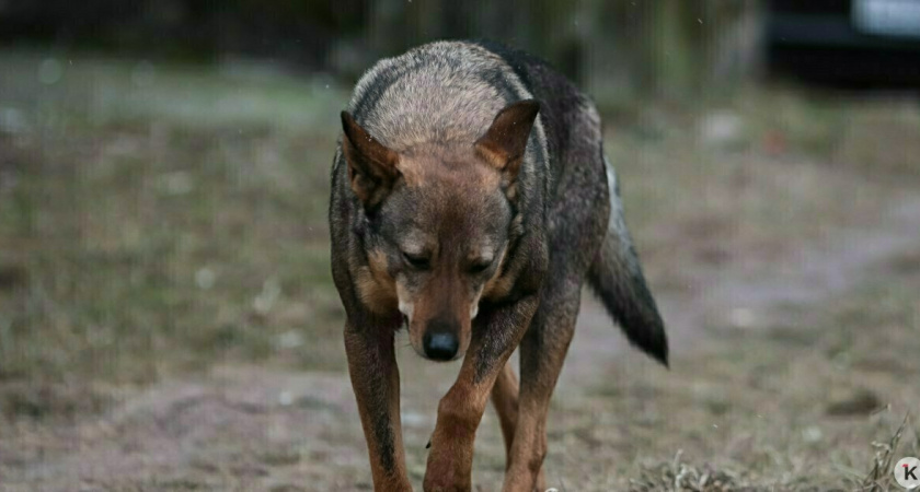 Смертельное нападение собак в Казани: почему проблему не решали