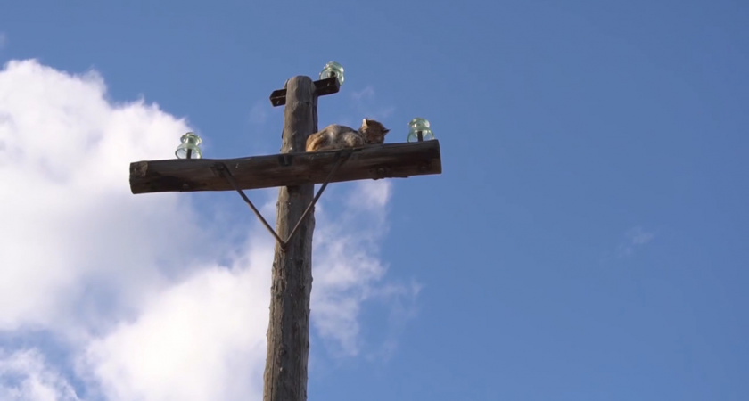 Загнанную в ловушку на ЛЭП рысь спасли от стаи собак