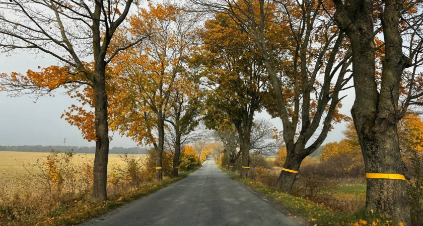 На лезвии антициклона. Синоптики рассказали о погоде в Калининграде 12 ноября