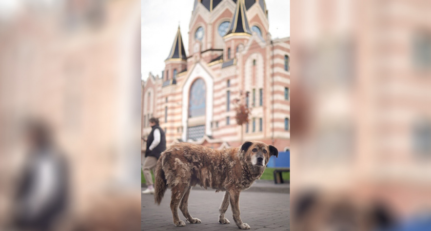 История верности четвероногого калининградца: пожилой пес с Октябрьского острова ждет спасения