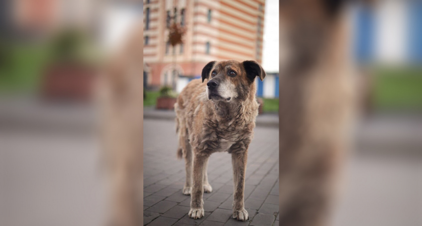 Верный друг пошел за своими: появились новые детали в истории пожилого калининградского пса Мишки