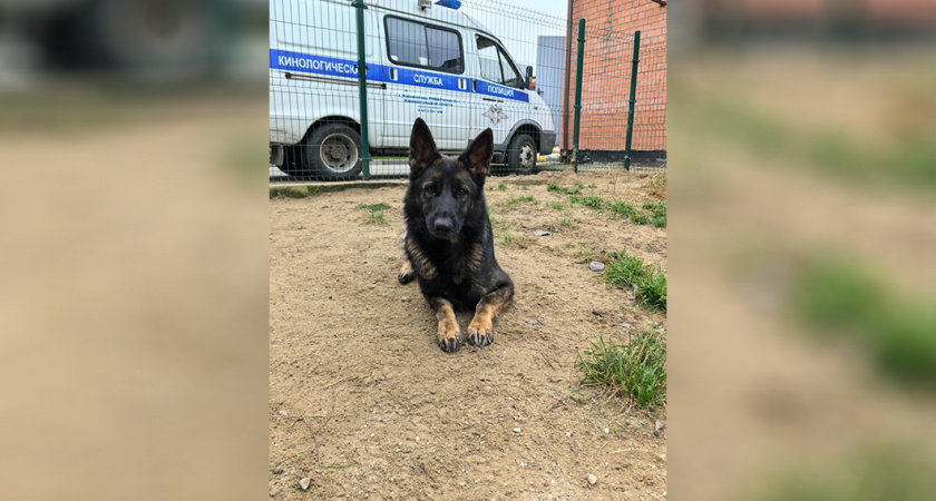 Хвостатый пенсионер: в Калининграде ищут новых хозяев для служебной собаки Искры