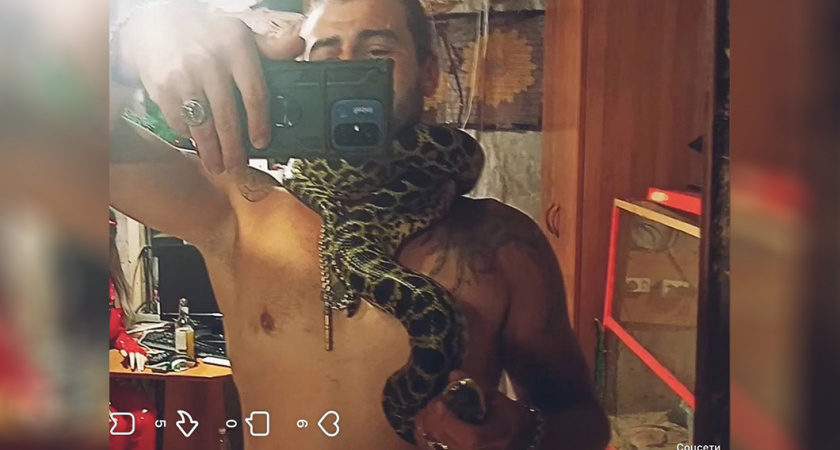 Жестокость на камеру: как пермяк с питоном избавился от бедного котенка ради развлечения