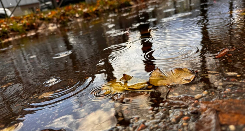 Чем погода порадует калининградцев 21 ноября