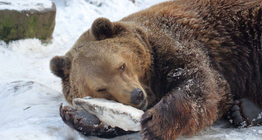 Калининградский зоопарк переходит на зимний график: Как готовят медведей к зиме