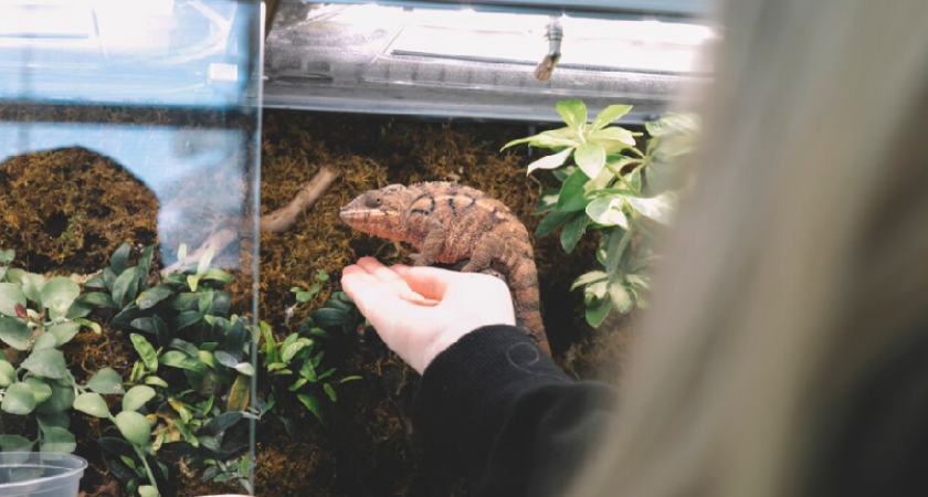 Уникальный проект обновления террариума в Калининграде: Посетители увидят новый террариум для агам 