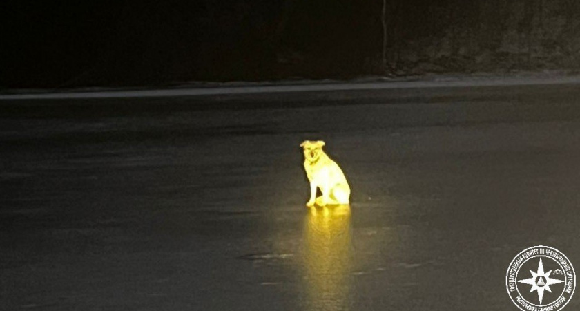 Хатико по-башкирски: как преданный пес уже неделю ждет на льду пропавшего хозяина