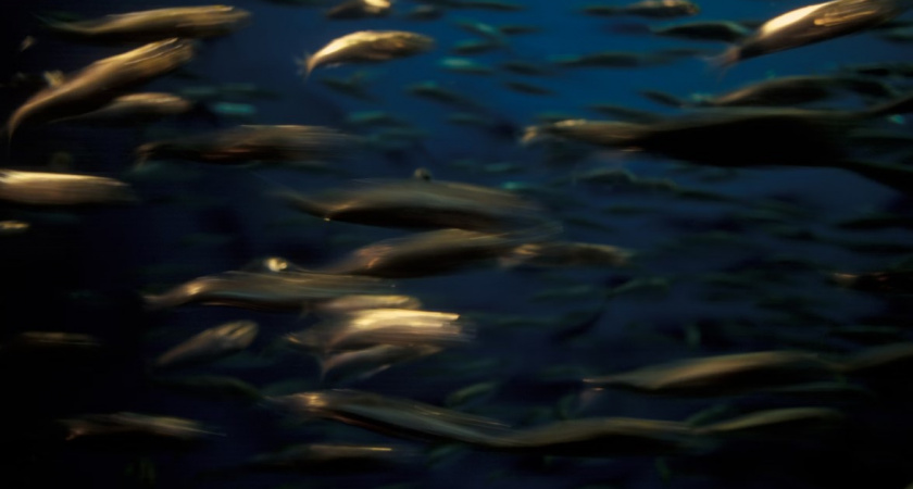 Ученые: почему один вид рыбы может полностью исчезнуть в Калининградской области