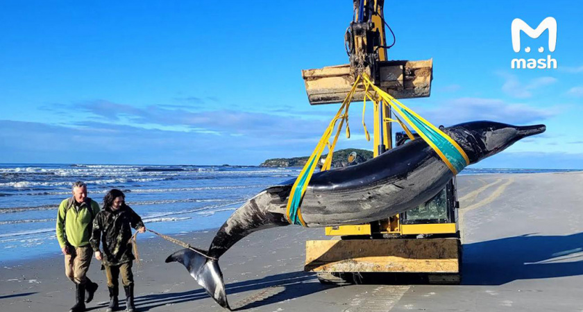 Возвращение из небытия: вымерший вид кита найден у берегов Новой Зеландии