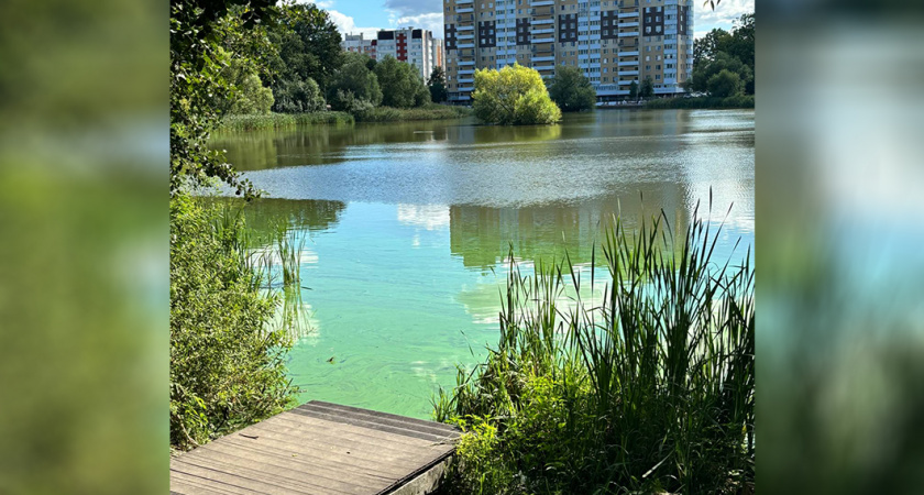 Когда планируют очистить Летнее озеро в Калининграде
