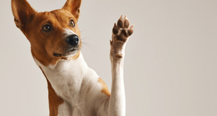 Новый закон: где и как теперь можно гулять с собакой в Калининграде