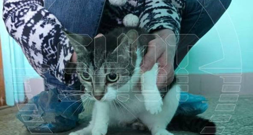 На севере Москвы кошатница развела 80 котов: соседи боятся за животных и своё здоровье