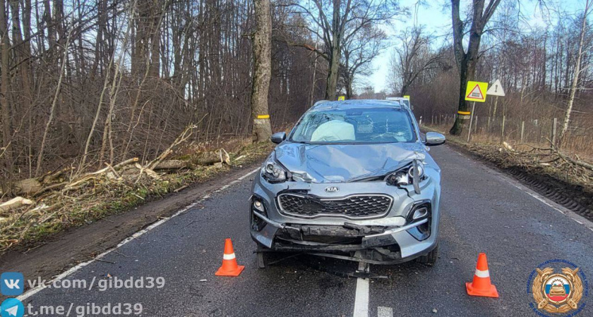 Упавшее дерево в Зеленоградском районе спровоцировало ДТП, в котором пострадал маленький ребенок 