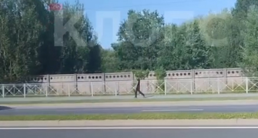 Суд вынес приговор в отношении мужчины, который напал с ножом на прохожую в Калининграде