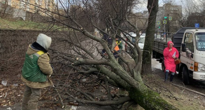 Елена Дятлова озвучила масштабы ущерба от циклона в Калининграде