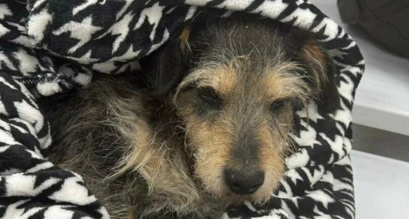 Дети спасают жизнь раненому псу: история Дункана