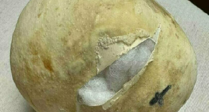 История успеха - уникальный маршрут о яйцекладущих животных в Калининграде получил шанс на развитие