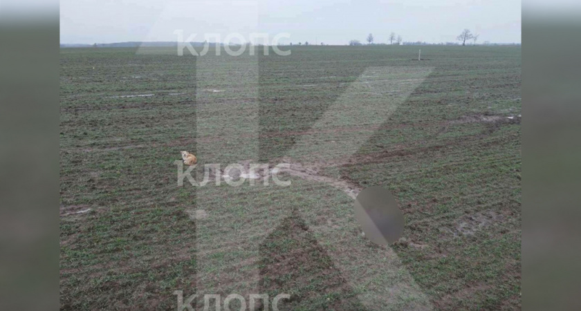 Верность до конца: как под Калининградом собаки несколько дней оберегали тело умершего хозяина