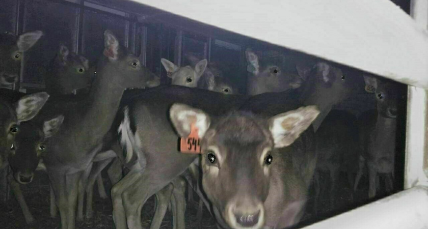 На пароме из Калининграда везут благородных оленей: как путешествуют «пугливые пассажиры»