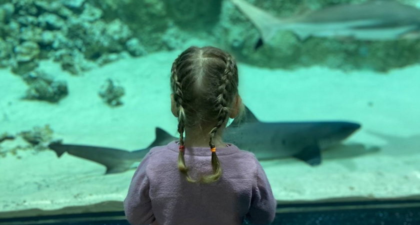 От отказа до лишения прав: печальная статистика калининградского детства