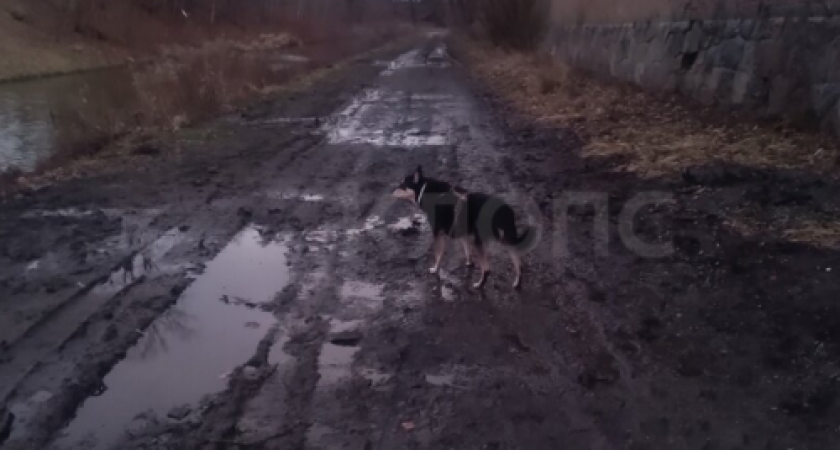 В Калининграде жители возмущены: техника уничтожила прогулочную зону вдоль Литовского ручья