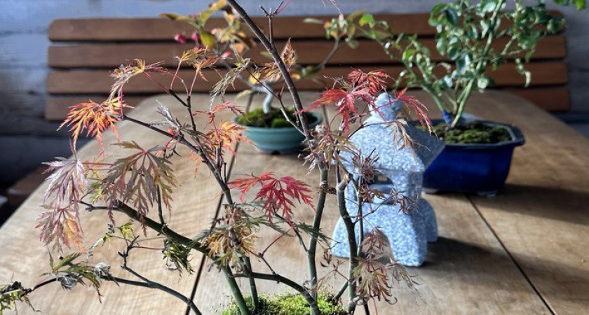 Магические растения для счастья и любви: какие зелёные обереги защищают дом и притягивают деньги, а какие наоборот нельзя держать дома