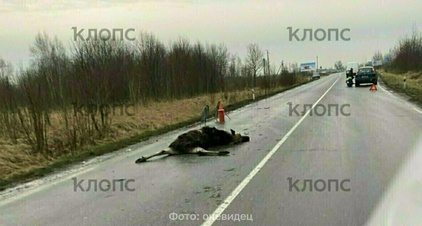 На трассе в Калининградской области произошло столкновение с лосем: жертвы и последствия