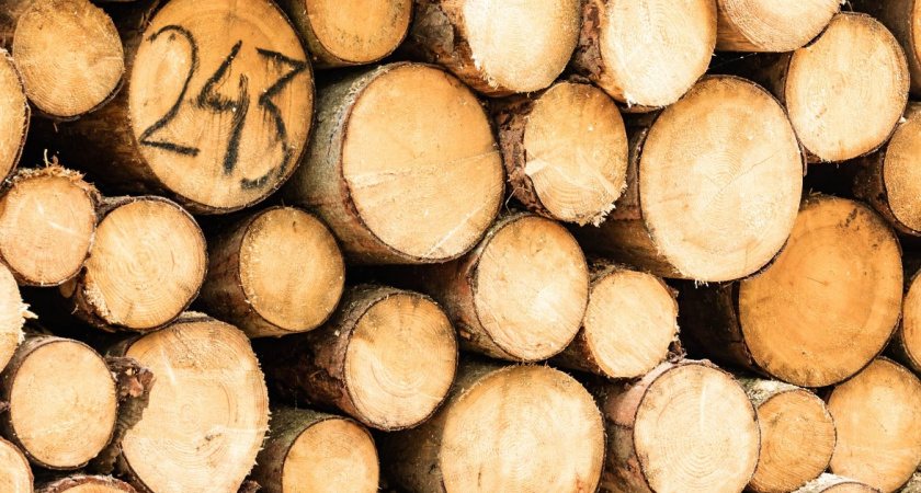 Бесплатные дрова и доски: где и когда можно получить в Калининграде