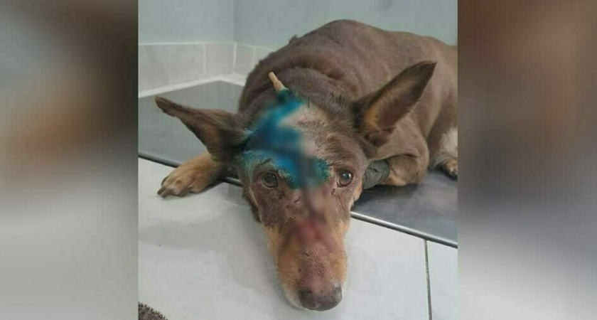 «Средь бела дня проломили голову собаке»: в Светлогорске пытаются спасти жизнь собаке Дусе