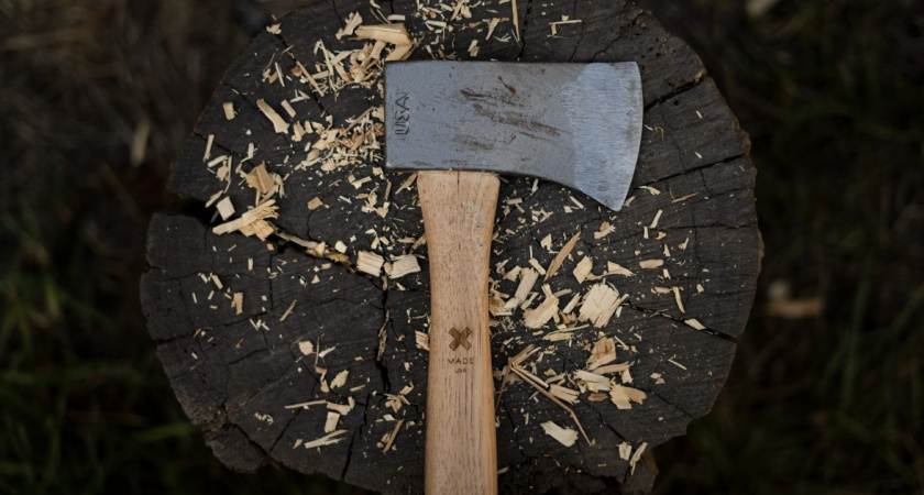 Роковая ошибка: как житель Балтийска может отправиться в колонию из-за 1 дерева