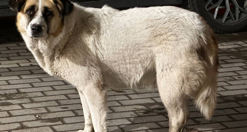 «Этот ад продолжается каждую ночь!» – война соседей из-за собак довела людей до отчаяния и суда