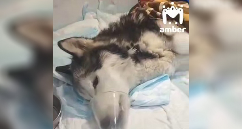 Душераздирающая трагедия в Мамоново: как хозяйка жестоко убила породистого хаски