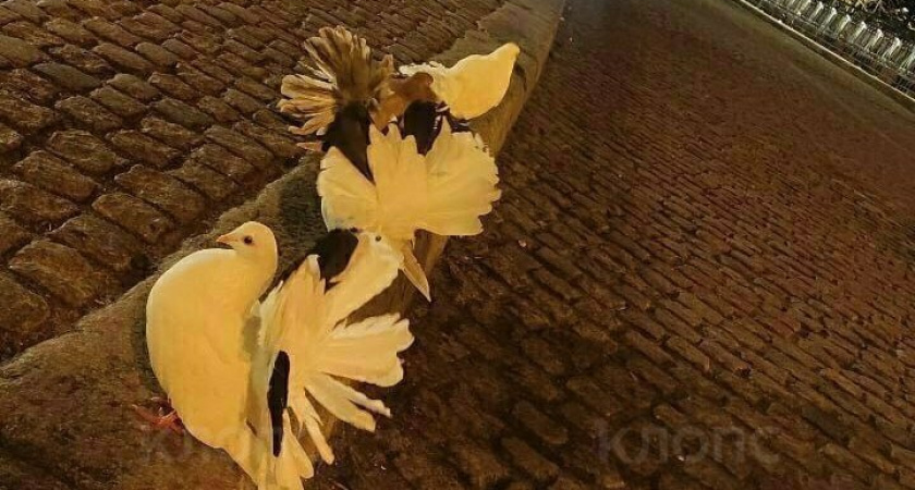 Пытки пернатых ради селфи: калининградка раскрыла страшную правду о «милых» фото у Медового моста