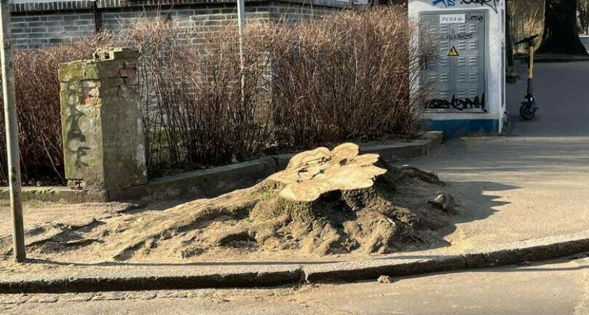 Жители Центрального района в недоумении: администрация города спилила хороший клен ради нового тротуара