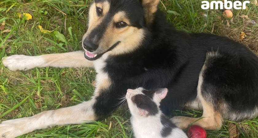 Хозяева искали своего пса, а в приюте им сказали: он мёртв. Как такое произошло?