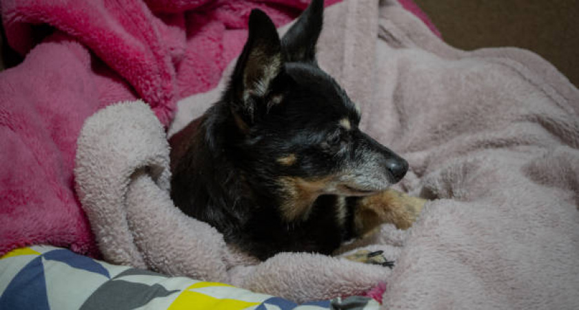 Пенсионер своими глазами видел последние минуты жизни своего питомца: что произошло на Яналова в Калининграде 