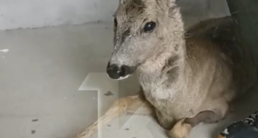 Под Калининградом обнаружили раненую и плачущую косулю: что сейчас с лесным жителем 