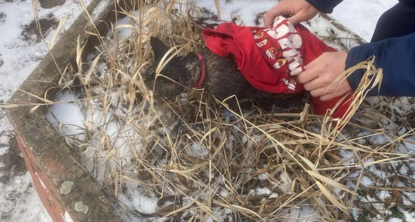 Во время пожара в Черняховске спасатели эвакуировали 6 человек и кота