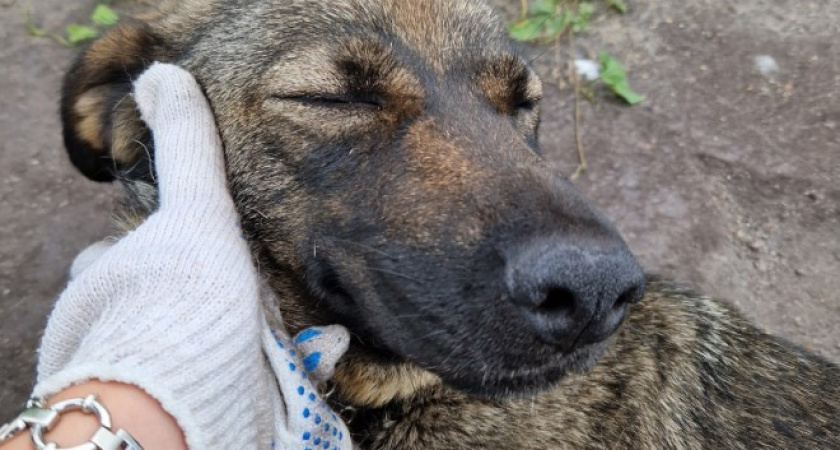 Мечтает о настоящей семье: в Калининграде ищут новый дом для верной и доброй Найды