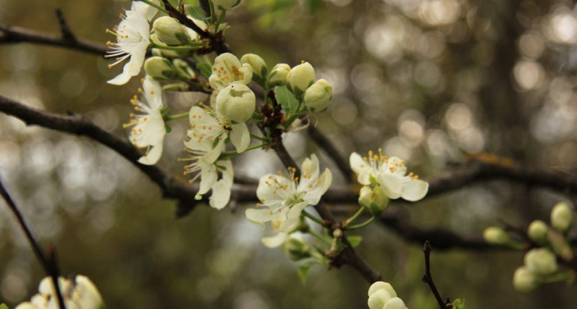 Природа сломалась — когда весна ворвется в Центральную Россию и почему синоптики в панике