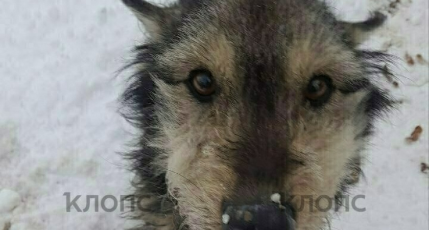 «Измождённый пёс ел снег от голода»: собака в Янтарном два года жила на подножном корме на цепи