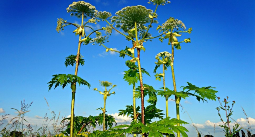 Власти Зеленоградска: сколько денег выделили на борьбу с борщевиком в 2025 году